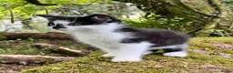 Mixed Breed cats for sale: black and white kittens looking for a forever home in Llanelli - Advert 4