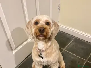 Cockapoo dogs Cockapoo - Advert 2