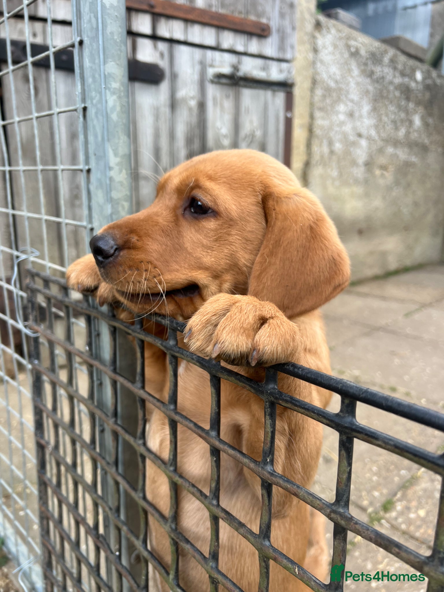 Labrador Retriever dogs for sale: Stunning Fox Red Labrador pups for sale - Advert 17