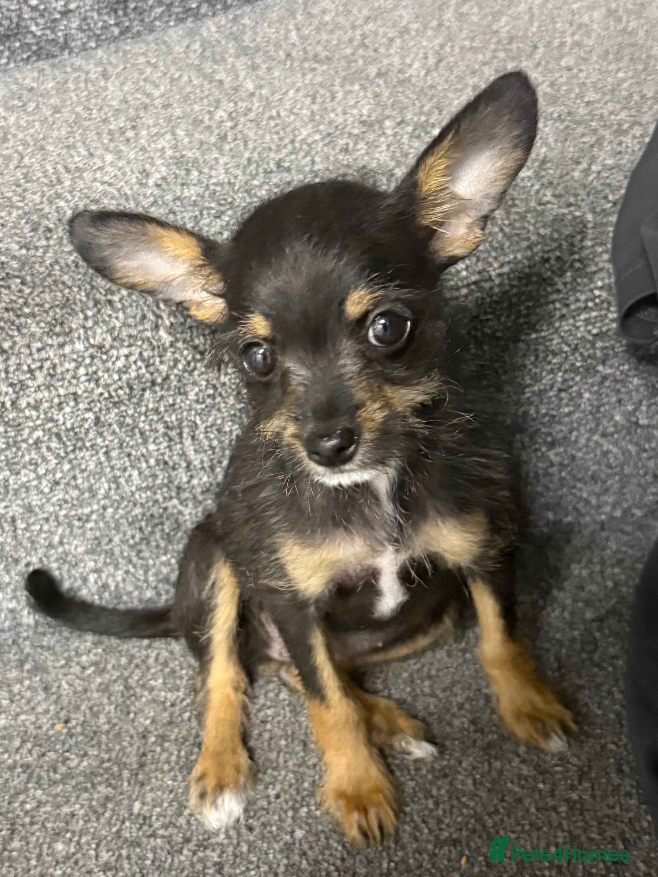 Mixed Breed dogs 💙💙❤️ CHIHUAHUA & POODLE PUPPIES  - Advert 2