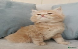 Maine Coon cats for sale: Big Chunky Maine Coon Kittens - Image 9