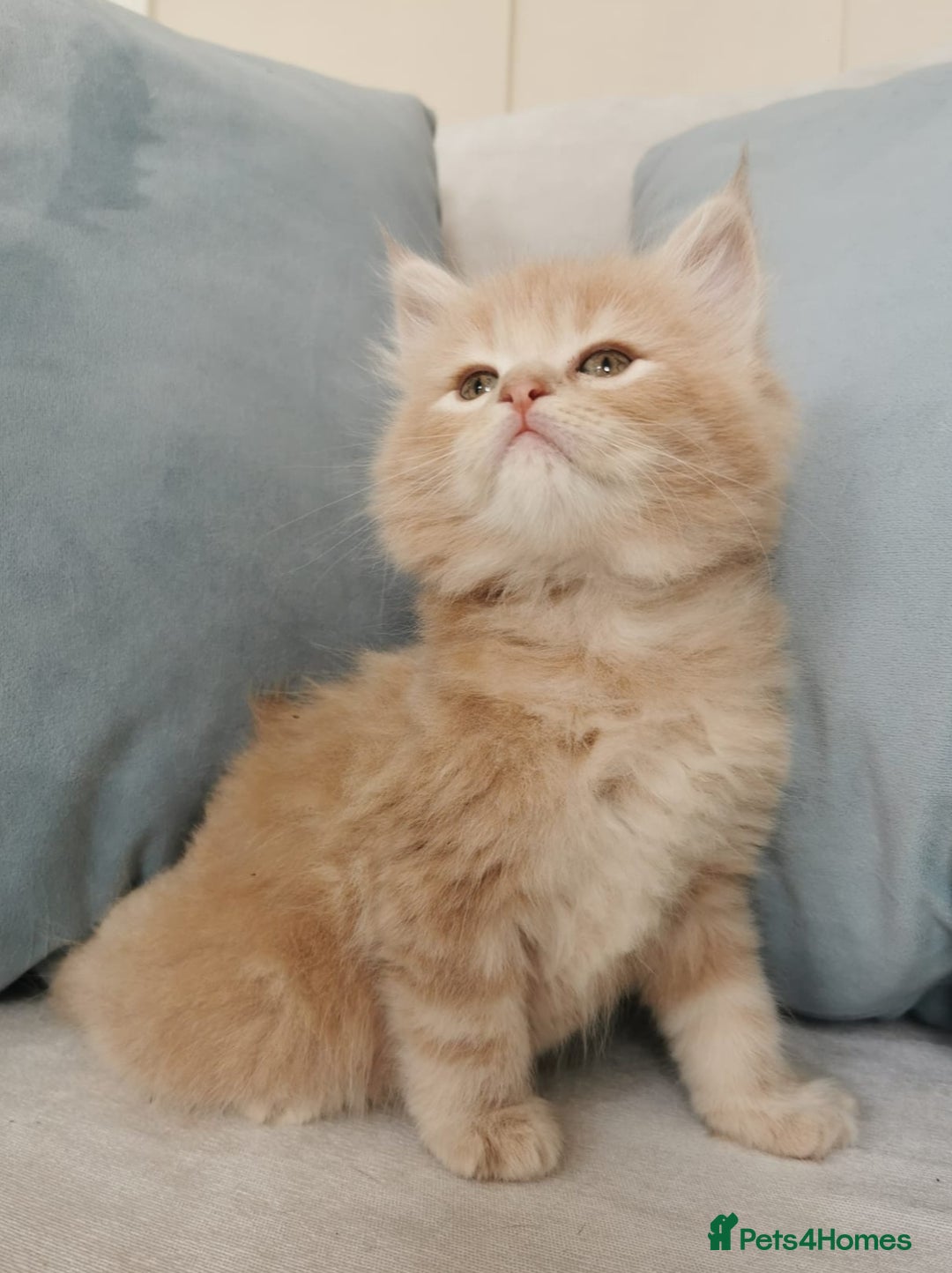 Maine Coon cats for sale: Big Chunky Maine Coon Kittens - Image 9