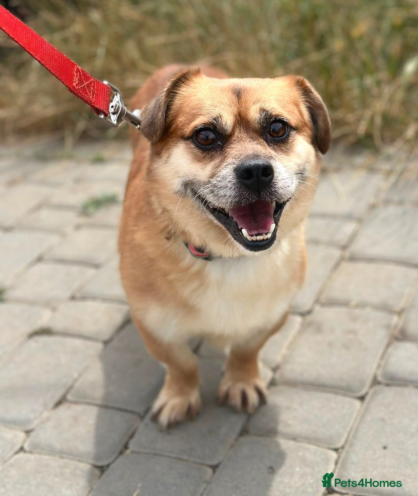 Mixed Breed dogs 💙MAXIMILIAN💙: LOVES PEOPLE MORE THAN ANYTHING - Advert 1