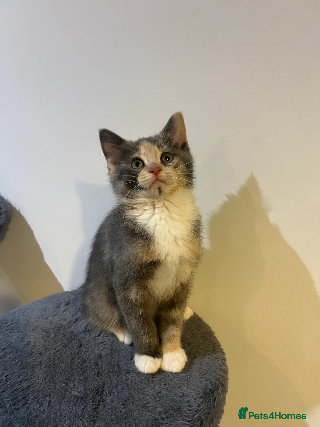 Mixed Breed cats for sale: kittens ready for a new home. - Advert 21