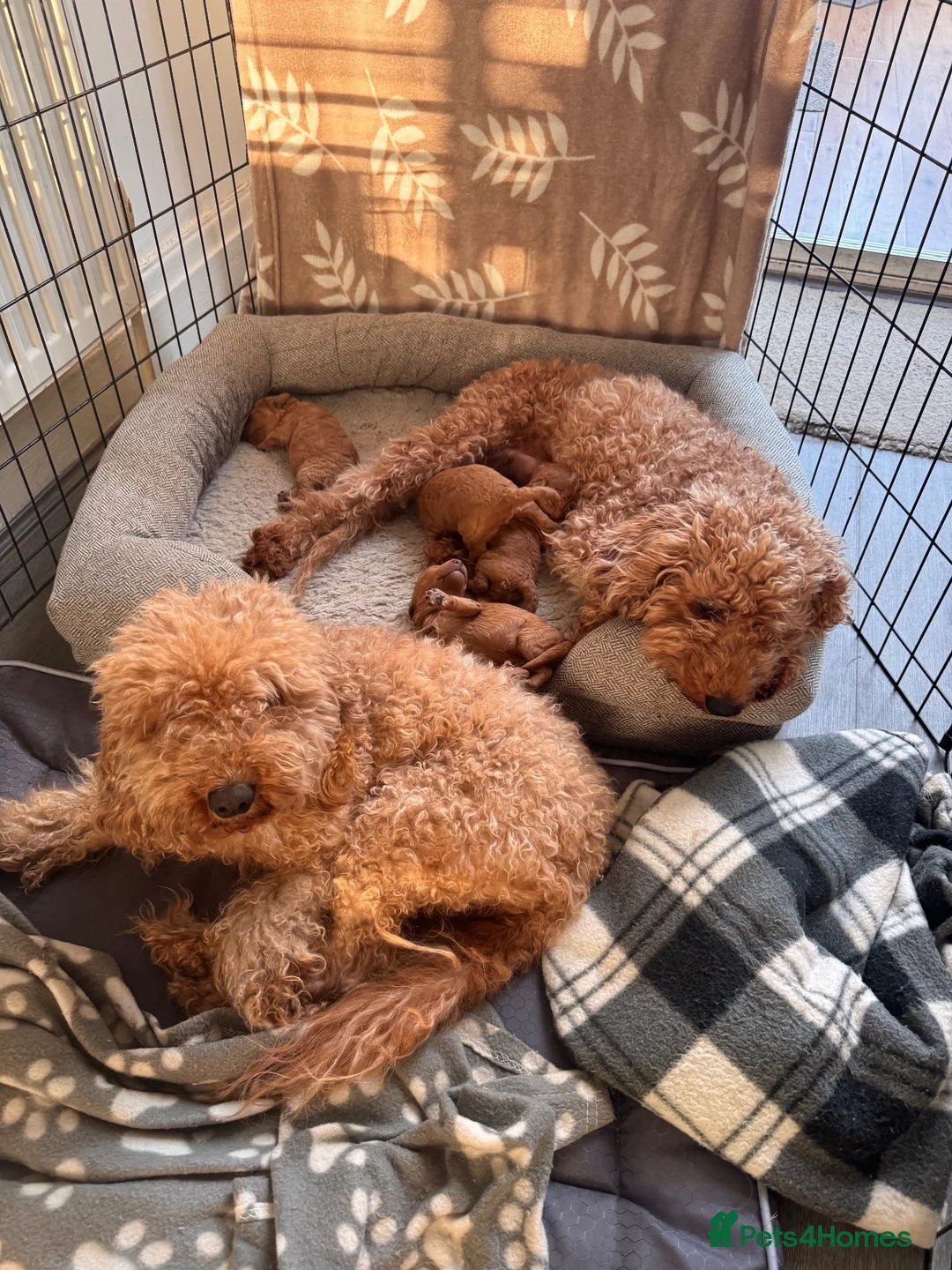 Cockapoo dogs for sale: Cockapoo babies in Warrington - Advert 2