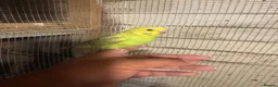 Budgerigars birds for sale: Budgies for sale £40 each collection mk404nn - Advert 8