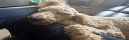 Standard Poodle dogs for sale: Standard Poodle - Looking for a forever home - Advert 3