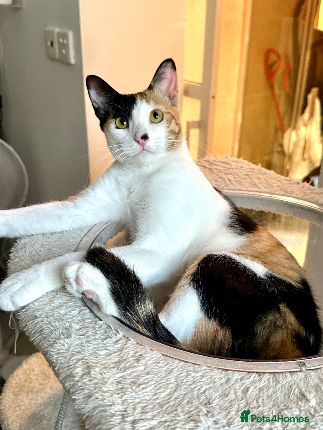 Arabian Mau cats for adoption: Female Rescue Cat for Adoption - Image 1