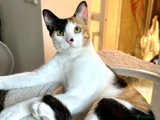 Arabian Mau cats - Advert 4