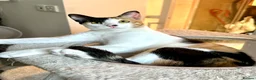 Arabian Mau cats for adoption: Female Rescue Cat for Adoption - Advert 4