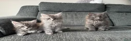 Maine Coon cats for sale: maine coon kittens  - Advert 1