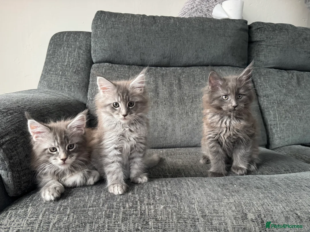 Maine Coon cats for sale: maine coon kittens  - Advert 1