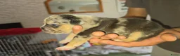 Mixed Breed dogs for sale: Fraffies *staff/frenchie* in Chertsey - Advert 4