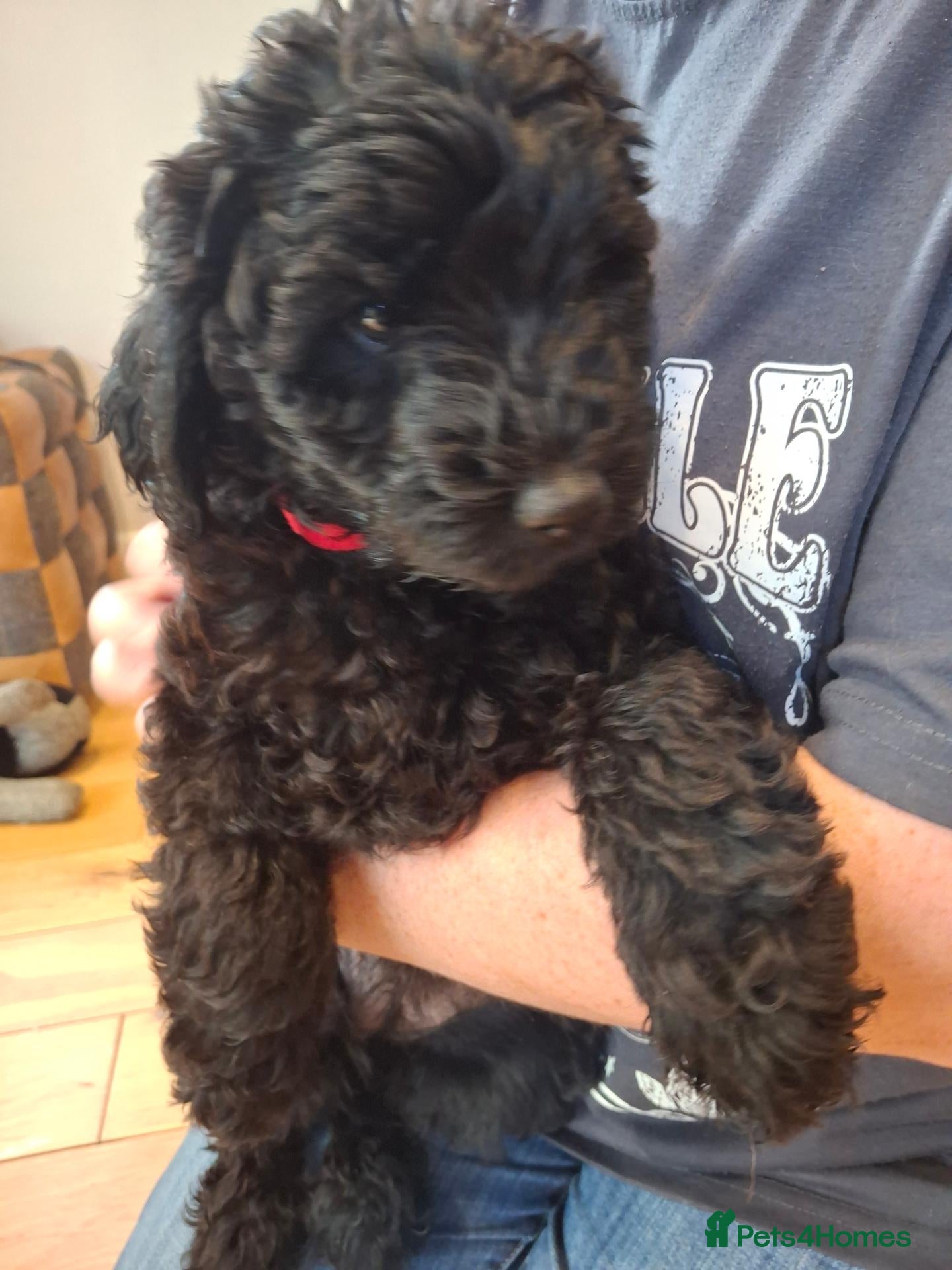Labradoodle dogs ❤️ One little beutiful girl available - Advert 1