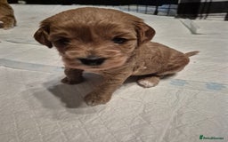Mixed Breed dogs for sale: ❤️ STUNNING WESTIEPOO PUPS ❤️ - Image 15