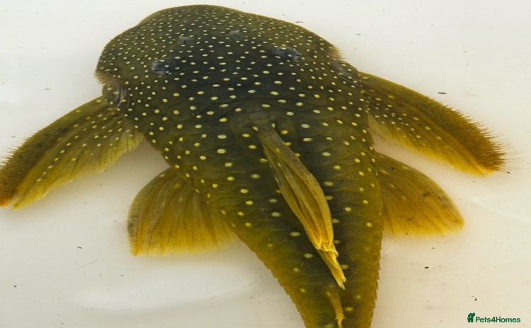 Plecos fish - Advert 1