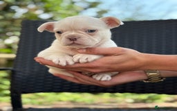 French Bulldog dogs for sale: Beautiful French bulldog puppies Available  - Image 10
