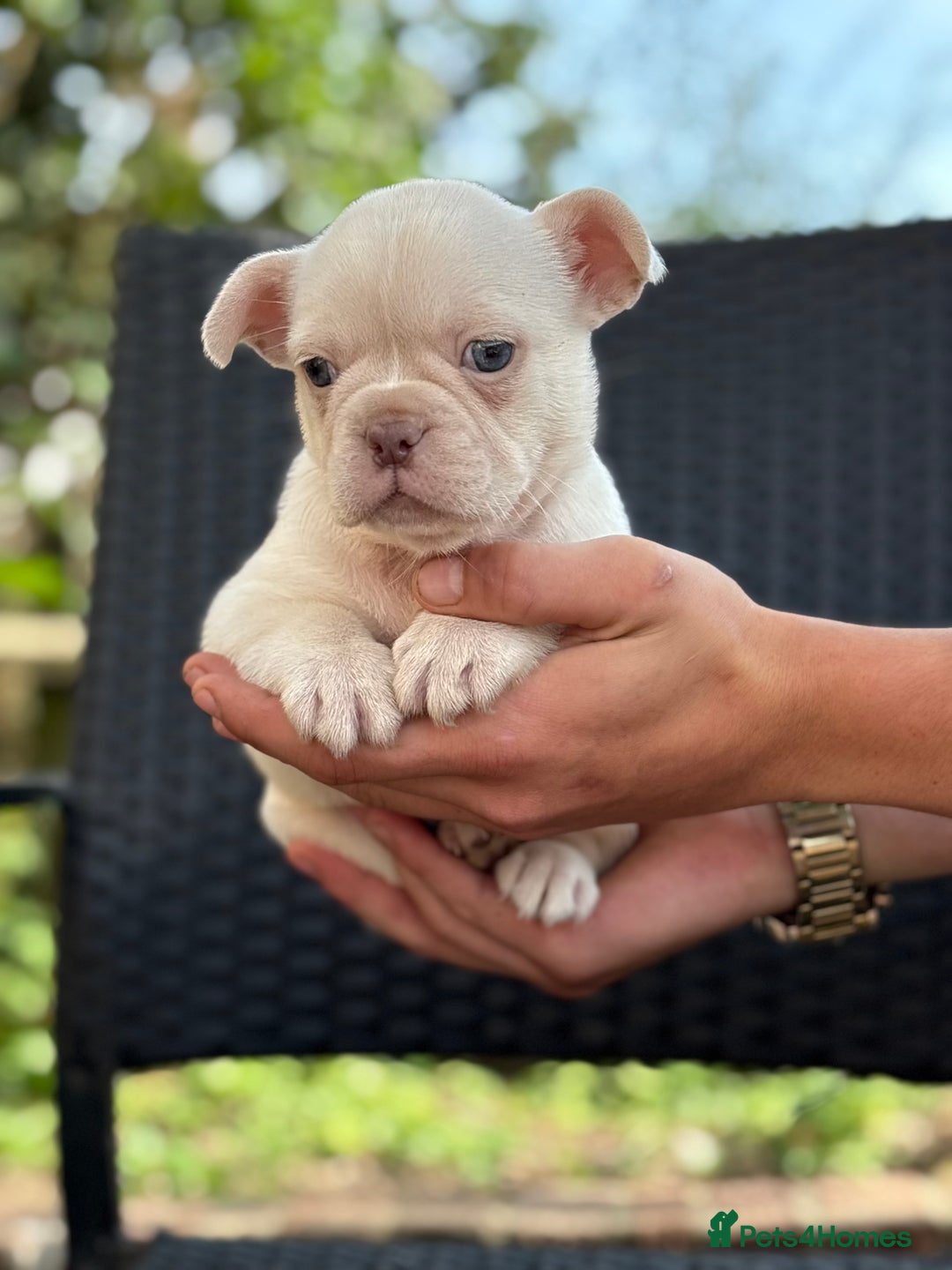 French Bulldog dogs for sale: Beautiful French bulldog puppies Available  - Image 10