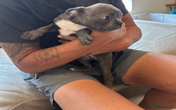 Boston Terrier dogs for sale: Beautiful KC Boston Terriers - Image 25
