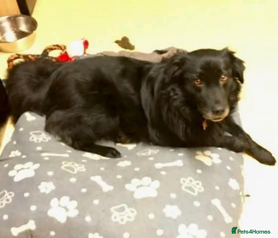 Mixed Breed dogs for adoption: Meet Hera, currently residing in Middlesex  in West Drayton - Advert 10