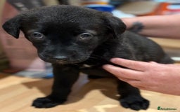 Mixed Breed dogs for sale: Gsd x Mali x Staffy - Image 10