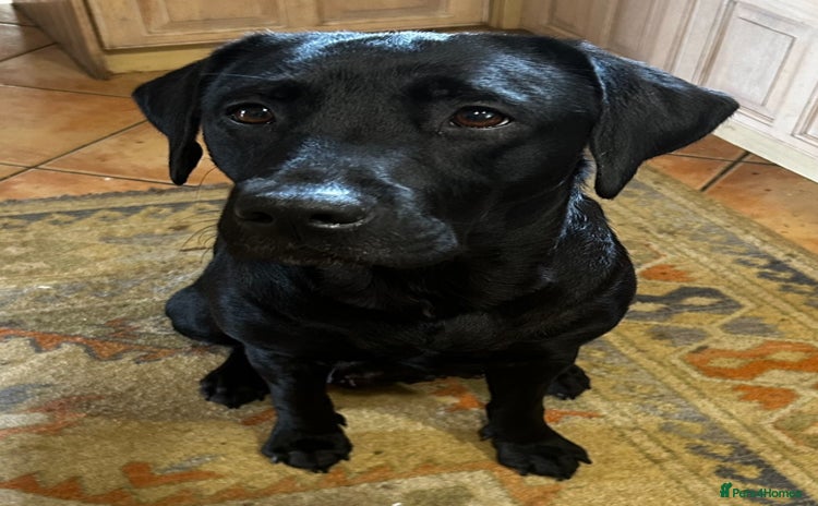 Labrador Retriever dogs - Advert 10