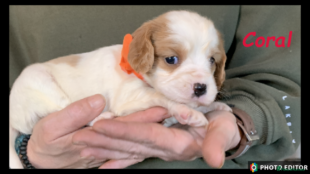 Cockalier dogs for sale: Beautiful Cockalier Pups – Loving Homes Await - Advert 10