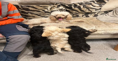 Cavapoo dogs Cavapoo puppies  - Advert 3