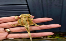 Bearded Dragon reptiles for sale: Pogona vitticeps + vitticeps/Barbata hybrids - Image 6