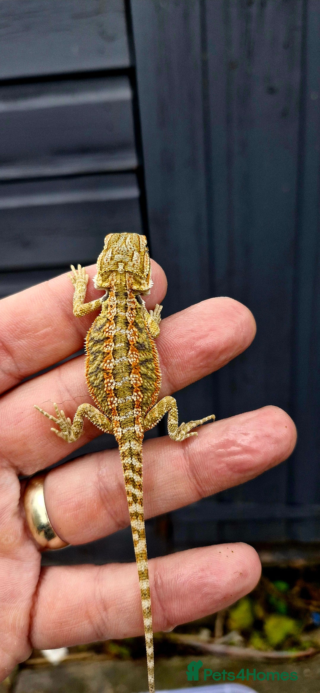 Bearded Dragon reptiles for sale: Pogona vitticeps + vitticeps/Barbata hybrids - Image 6
