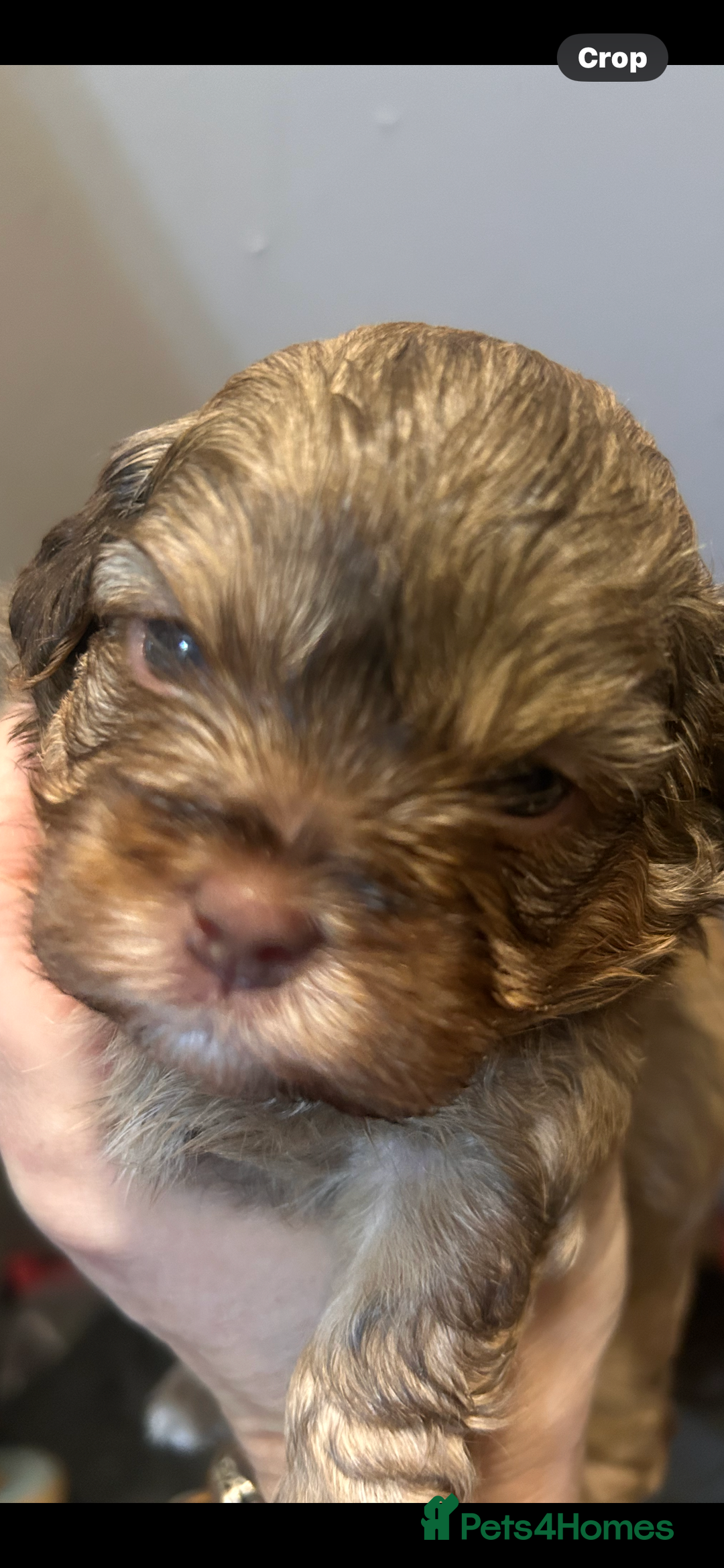 Mixed Breed dogs for sale: Shitzu poodle mix  - Image 3