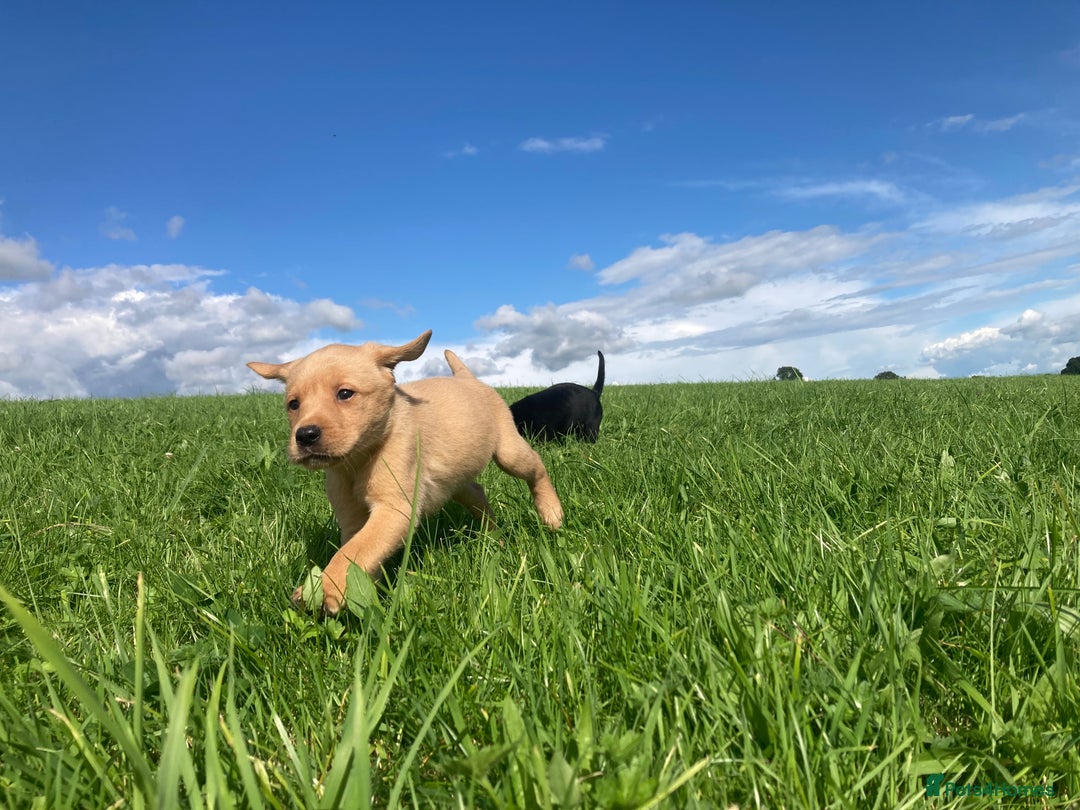 Labrador Retriever dogs for sale: Beautiful KC Reg Lab pups  - Image 29