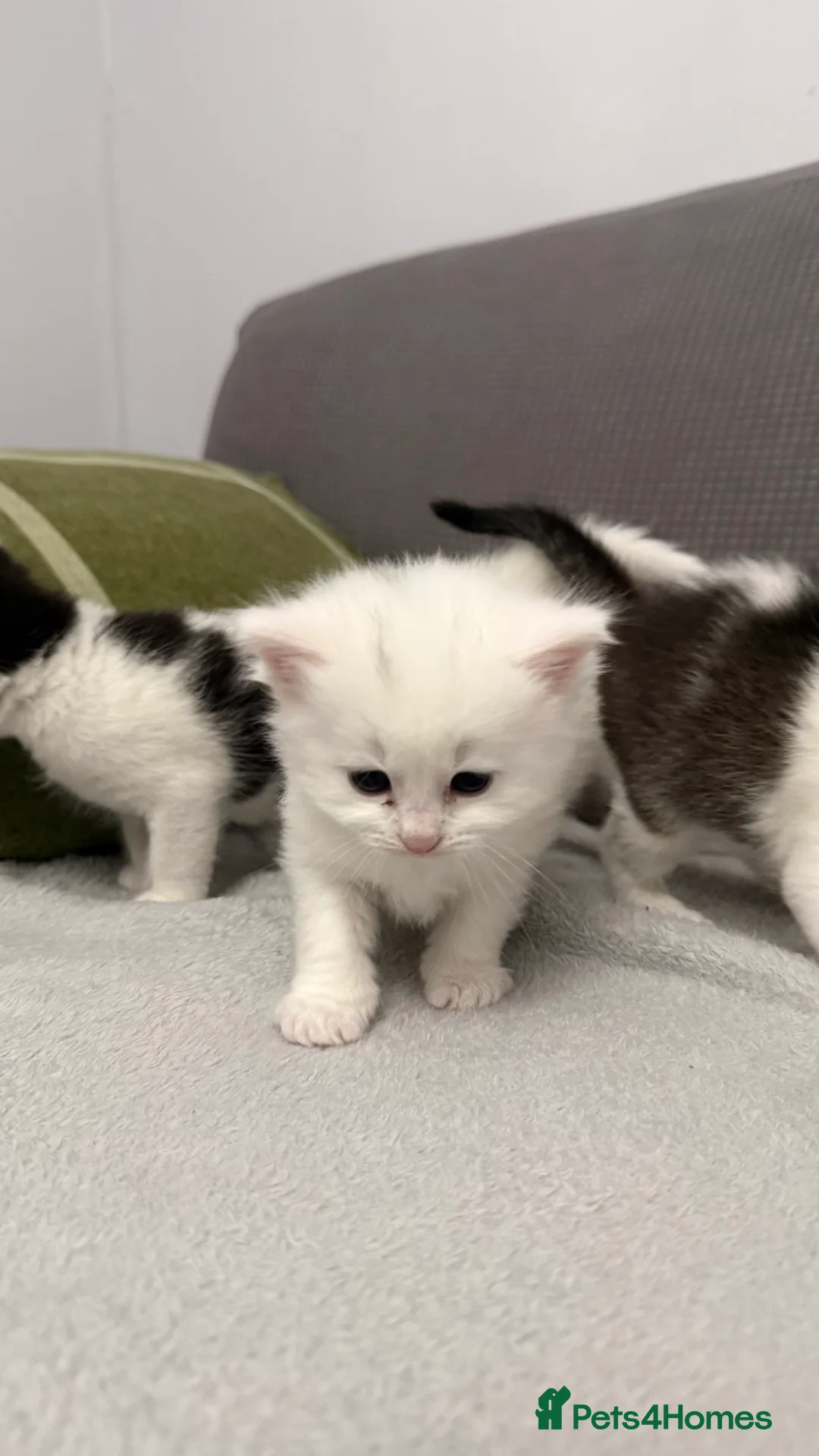 Mixed Breed cats for sale: Beautiful kittens for sale - Advert 5