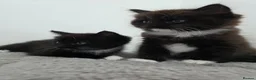 Ragdoll cats for sale: Ragdoll cross kittens black and white in Kirkcaldy - Advert 2