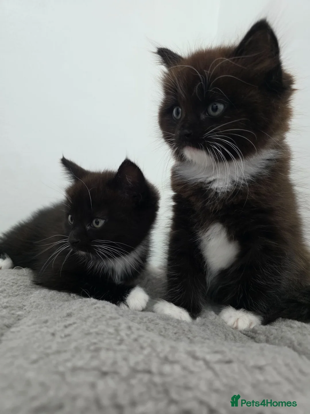 Ragdoll cats for sale: Ragdoll cross kittens black and white in Kirkcaldy - Advert 2