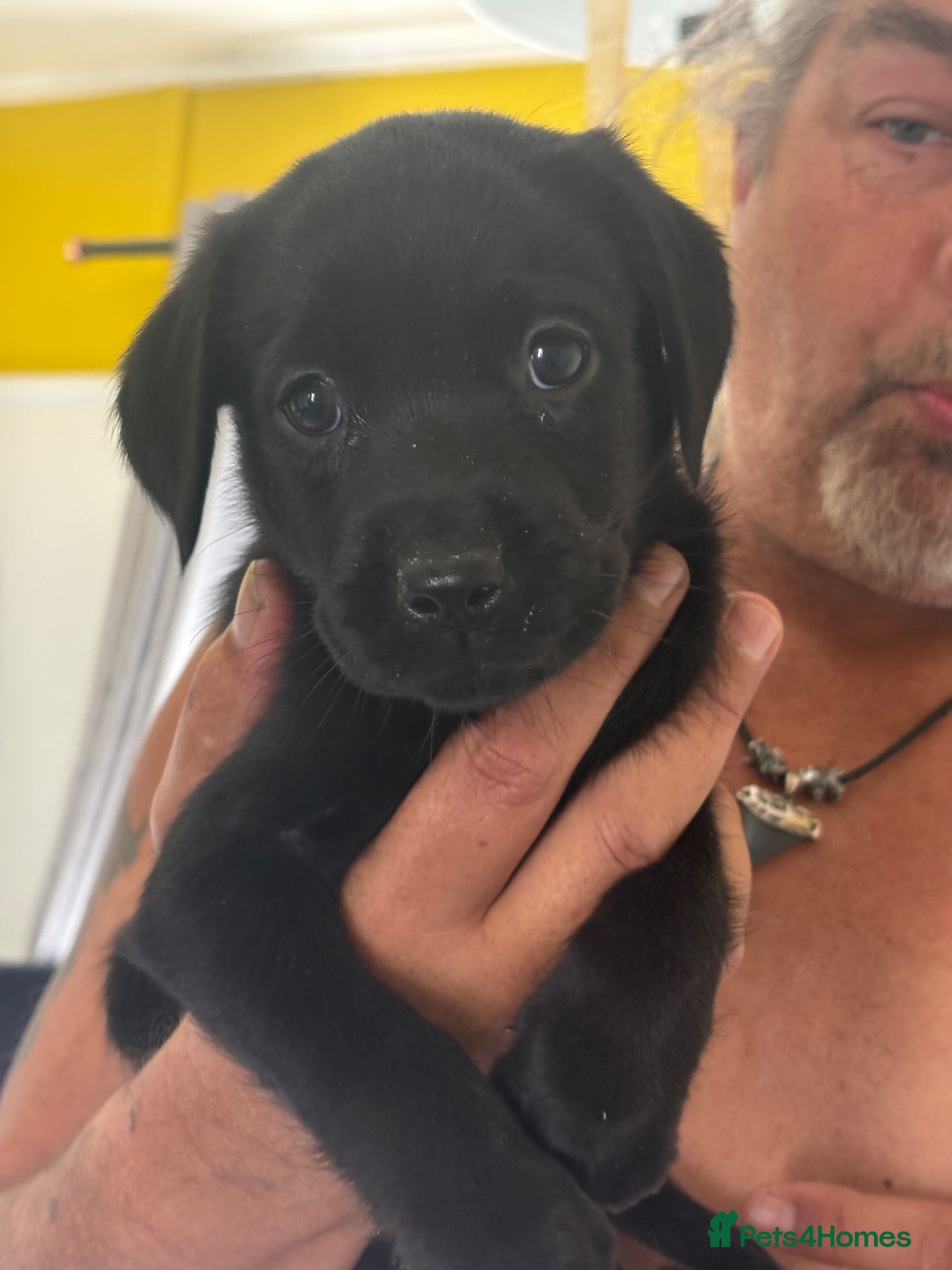 Labrador Retriever dogs Black Labradors 1 boy 3 girls  - Advert 3