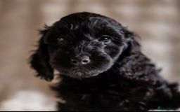 Cockapoo dogs for sale: Extensively health tested Cockapoo puppy’s  - Image 12