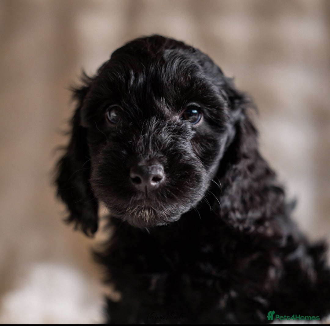 Cockapoo dogs for sale: Extensively health tested Cockapoo puppy’s  - Image 12
