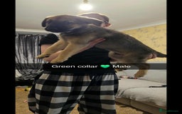 Mixed Breed dogs for sale: German Shepherd cross collie/lurcher puppies  - Image 6