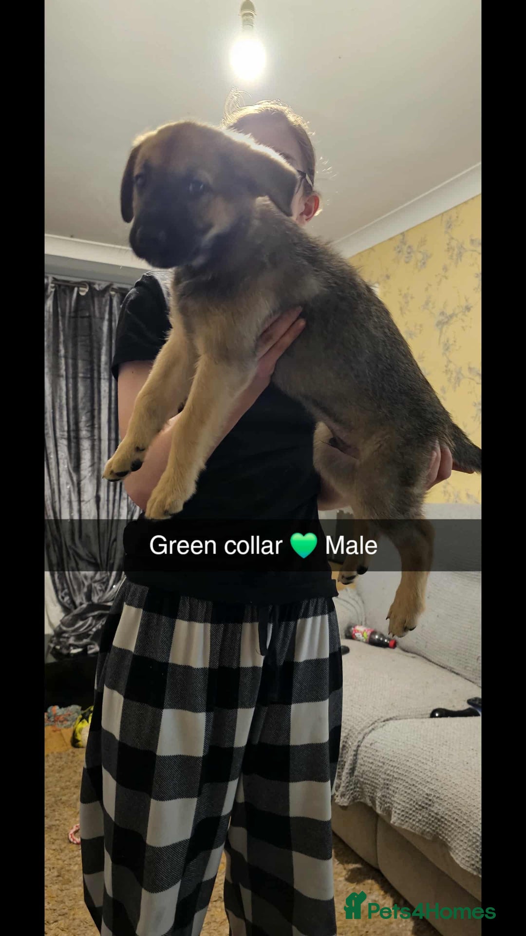 Mixed Breed dogs for sale: German Shepherd cross collie/lurcher puppies  - Image 6
