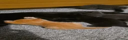 Mixed Breed cats for sale: Last Kitten in litter - Advert 3