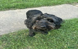Cockapoo dogs for sale: cockapoo puppies - Image 8