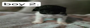 Standard Poodle Puppy 2