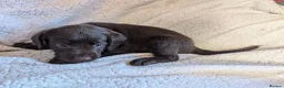 Springador dogs for sale: Litter of Springadors - Advert 4