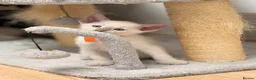 Siamese cats for sale: 🐾 Siamese kittens for sale 🐾 in Radstock - Advert 16