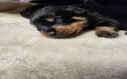 Rottweiler dogs for sale: Pedigree Rottweiler pups - Image 8