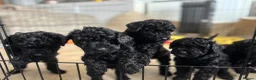 Cockapoo dogs for sale: Beautiful F1b Cockapoo puppies  - Advert 8