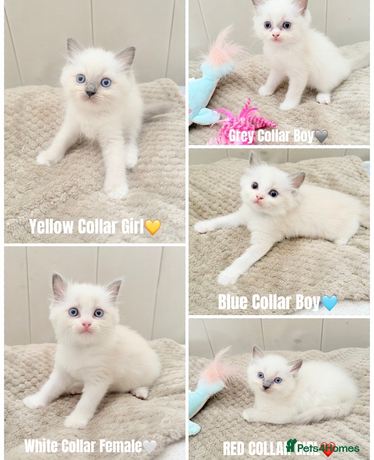 Ragdoll cats Five Beautiful Ragdoll Kittens🤍🐾 - Advert 4