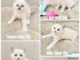 Ragdoll cats Five Beautiful Ragdoll Kittens🤍🐾 - Advert 4