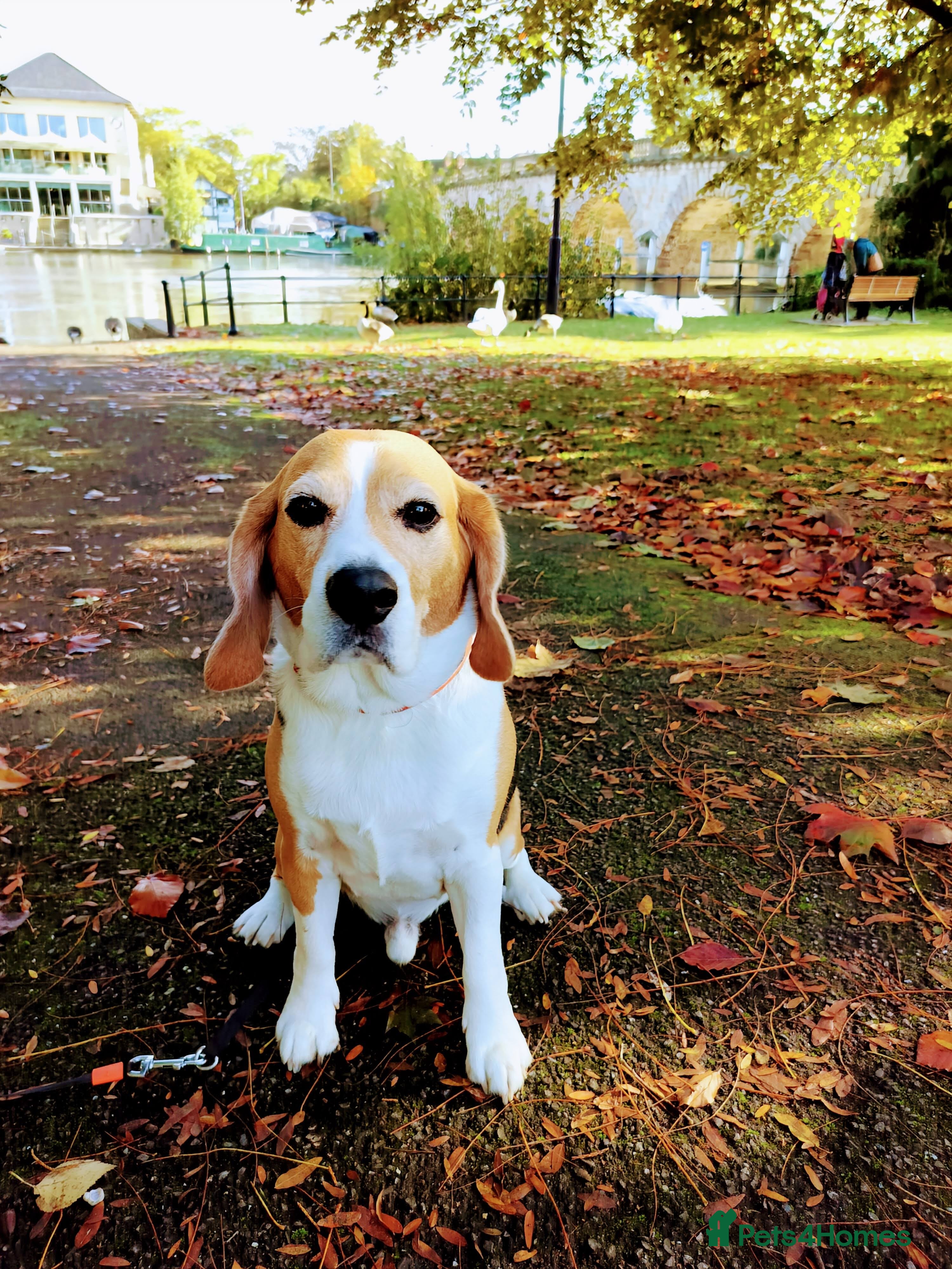 Beagle dogs Playful Rocket (Beagle) looking for new home - Advert 2
